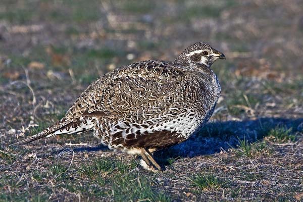 Greater Sage-Grouse | Centrocercus urophasianus photo