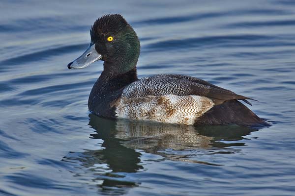 Greater Scaup | Aythya marila photo