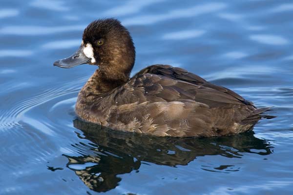 Greater Scaup | Aythya marila photo