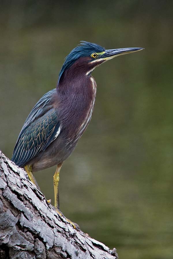 Green Heron | Butorides virescens photo