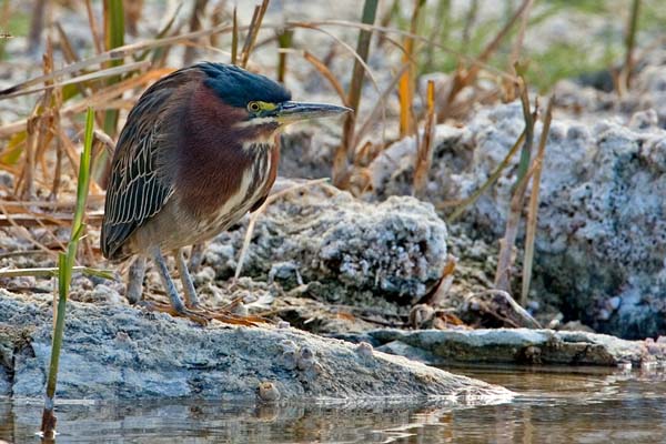 Green Heron | Butorides virescens photo