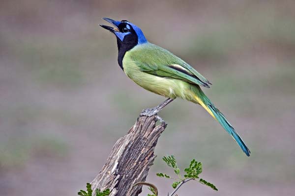 Green Jay | Cyanocorax yncas photo