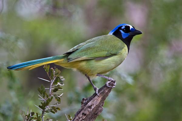 Green Jay | Cyanocorax yncas photo