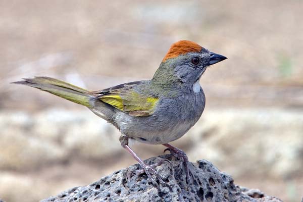 Green-tailed Towhee | Pipilo chlorurus photo