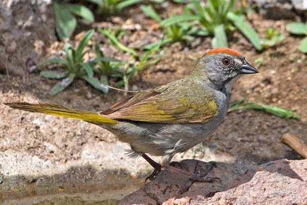 Green-tailed Towhee | Pipilo chlorurus photo