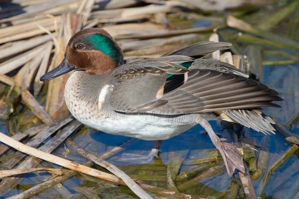 Green-winged Teal | Anas crecca photo