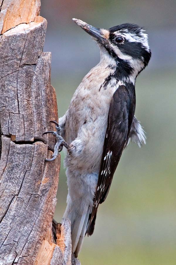 Hairy Woodpecker | Picoides villosus photo