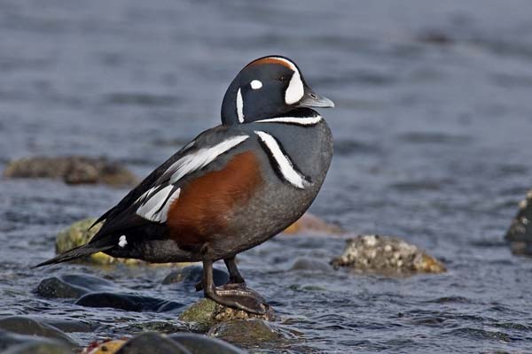 Harlequin Duck | Histrionicus histrionicus photo