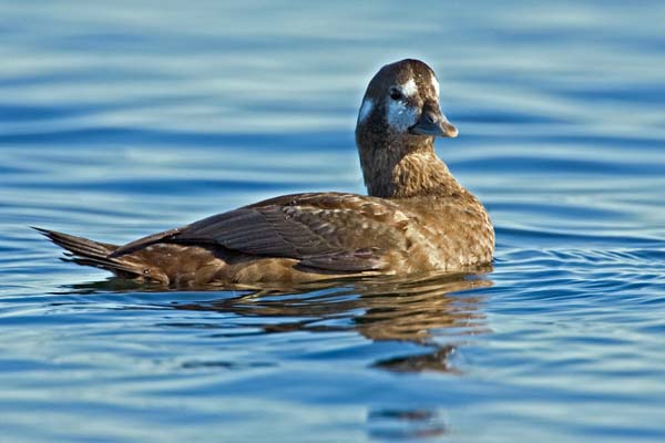 Harlequin Duck | Histrionicus histrionicus photo