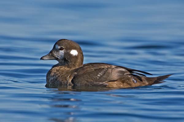 Harlequin Duck | Histrionicus histrionicus photo