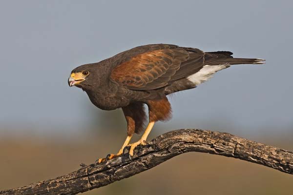 Harris's Hawk | Parabuteo unicinctus photo