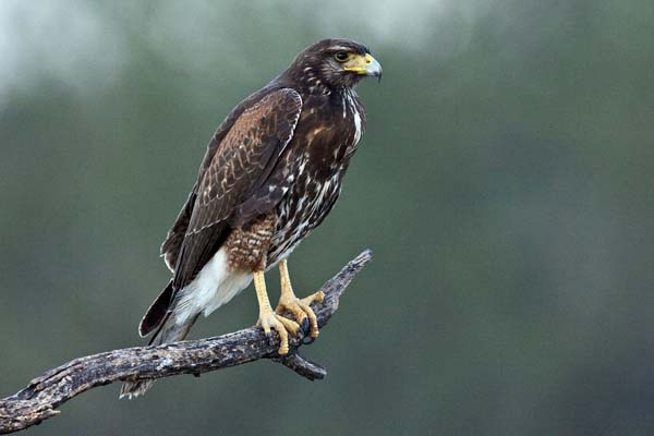 Harris's Hawk | Parabuteo unicinctus photo