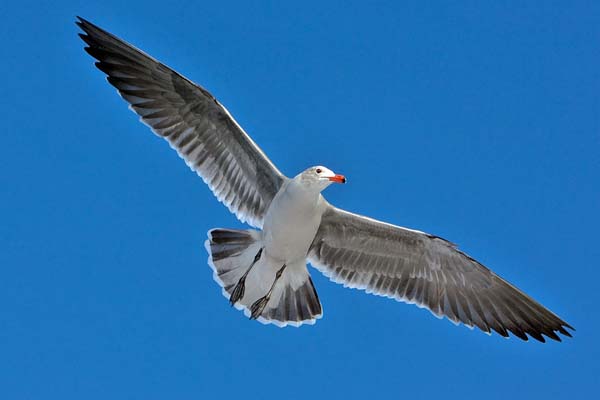 Heermann's Gull | Larus heermanni photo