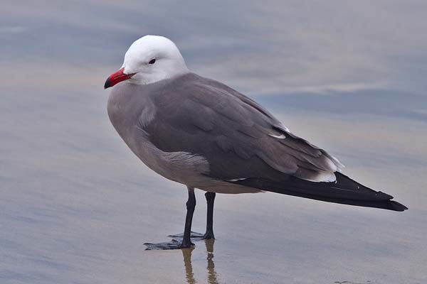 Heermann's Gull | Larus heermanni photo