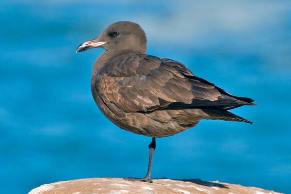 Heermann's Gull | Larus heermanni photo