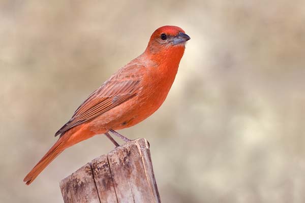 Hepatic Tanager | Piranga flava photo