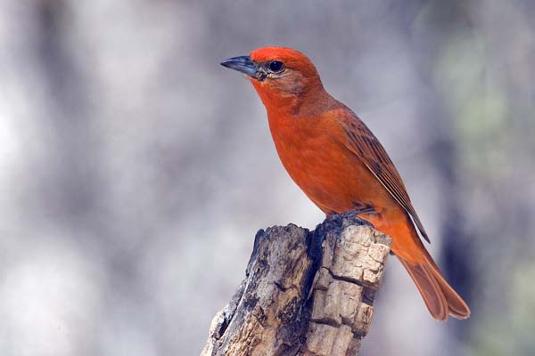 Hepatic Tanager | Piranga flava photo