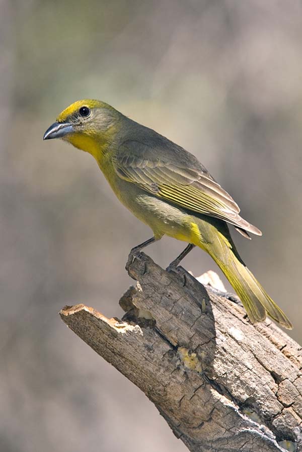 Hepatic Tanager | Piranga flava photo