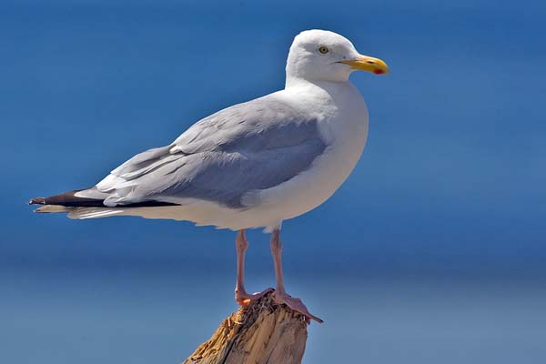 Herring Gull | Larus argentatus photo