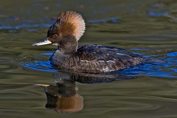 Hooded Merganser | Lophodytes cucullatus photo