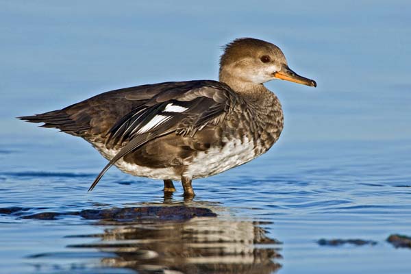 Hooded Merganser | Lophodytes cucullatus photo