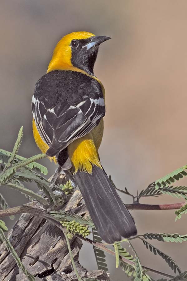 Hooded Oriole | Icterus cucullatus photo