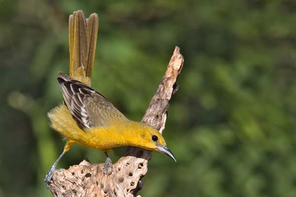 Hooded Oriole | Icterus cucullatus photo