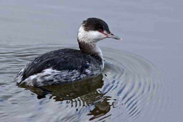 Horned Grebe | Podiceps auritus photo