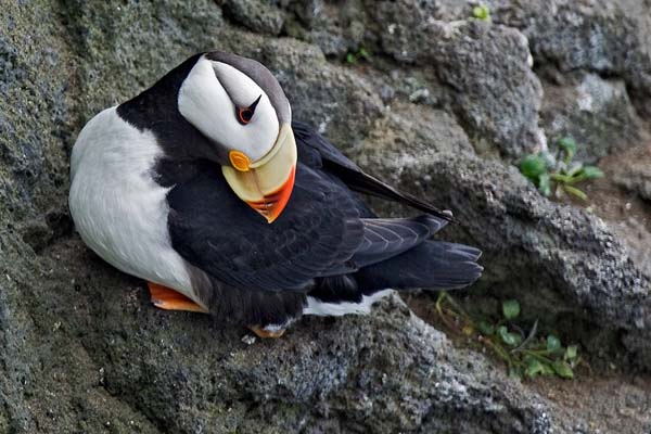 Horned Puffin | Fratercula corniculata photo