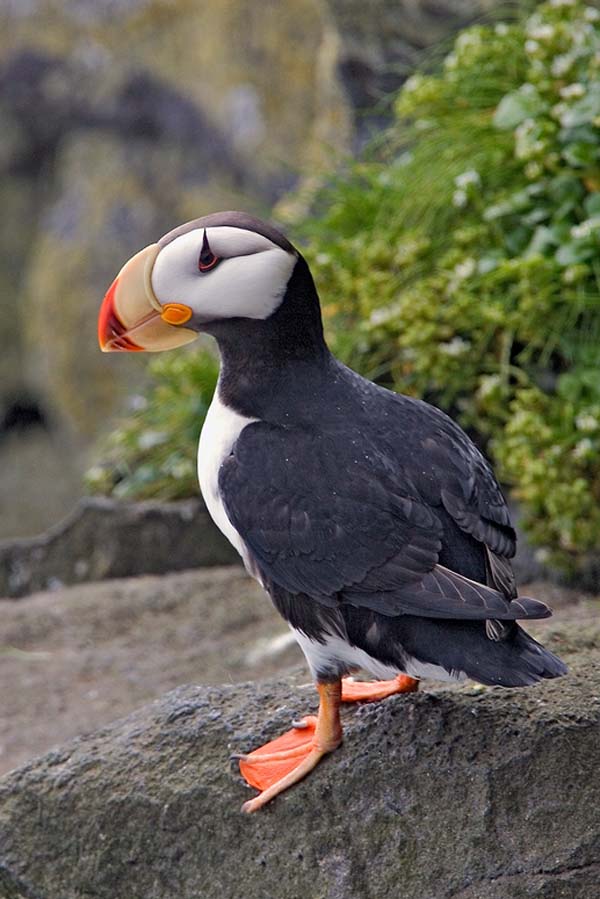 Horned Puffin | Fratercula corniculata photo