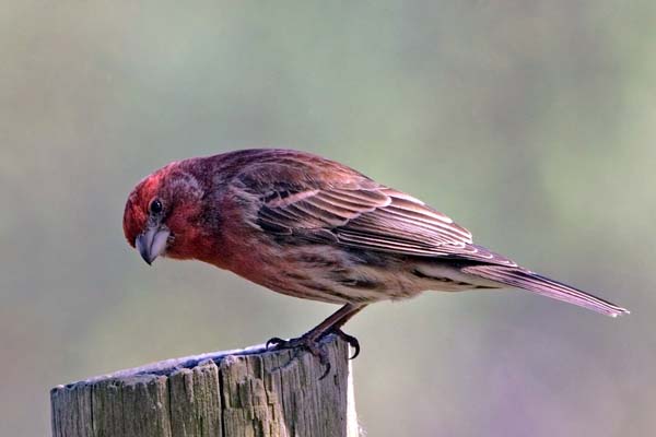 House Finch | Carpodacus mexicanus photo