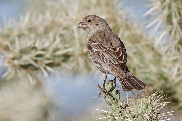 House Finch | Carpodacus mexicanus photo