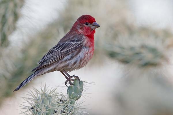 House Finch | Carpodacus mexicanus photo