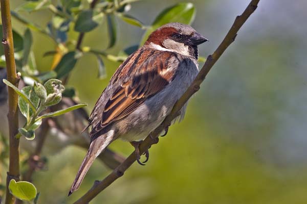 House Sparrow | Passer domesticus photo