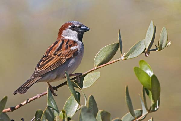 House Sparrow | Passer domesticus photo