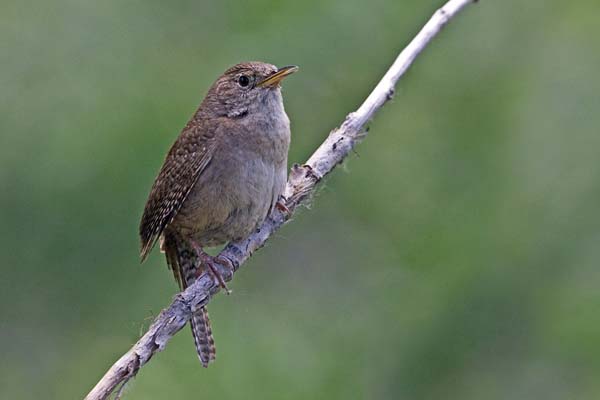 House Wren | Troglodytes aedon photo