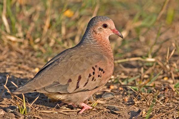 Inca Dove | Columbina inca photo