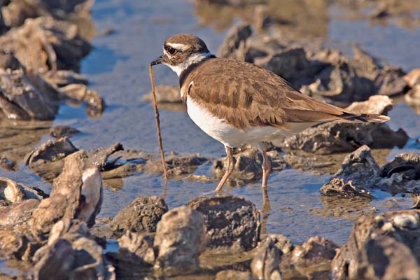 Killdeer | Charadrius vociferus photo