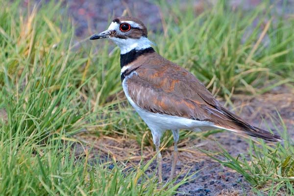 Killdeer | Charadrius vociferus photo