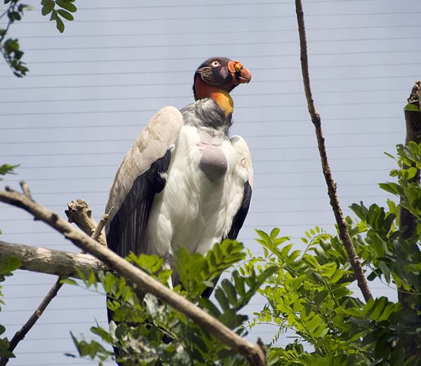 King Vulture | Sarcoramphus papa photo