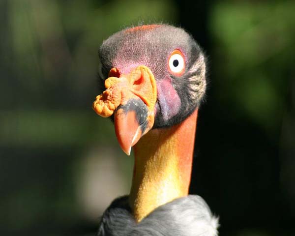 King Vulture | Sarcoramphus papa photo