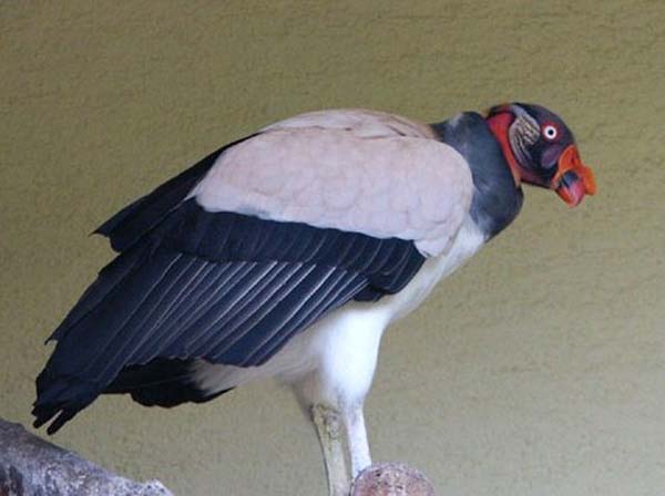 King Vulture | Sarcoramphus papa photo