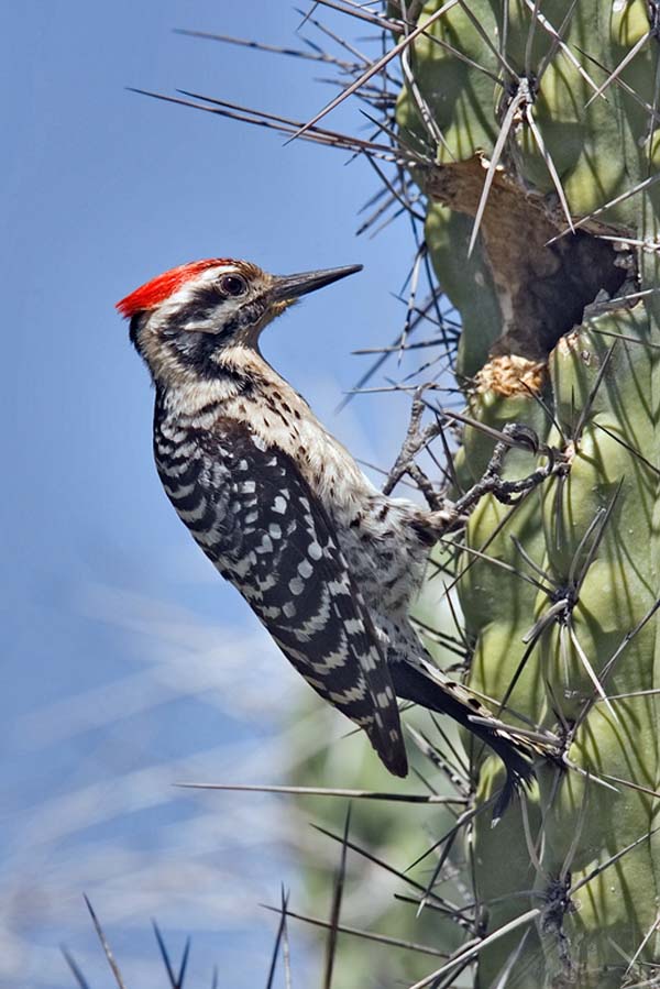 Ladder-backed Woodpecker | Picoides scalaris photo