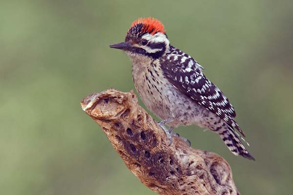 Ladder-backed Woodpecker | Picoides scalaris photo