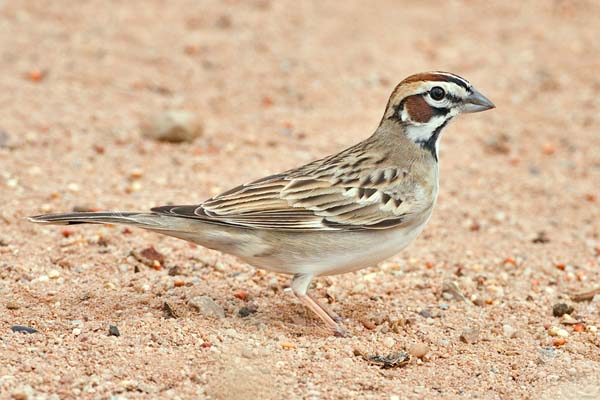 Lark Sparrow | Chondestes grammacus photo