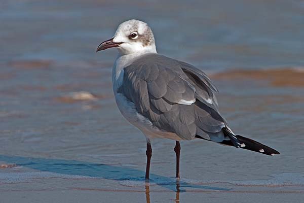 Laughing Gull | Larus atricilla photo