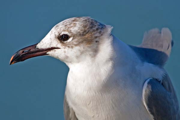 Laughing Gull | Larus atricilla photo