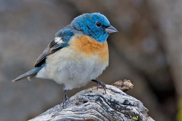 Lazuli Bunting | Passerina amoena photo