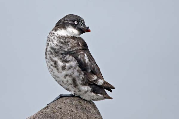 Least Auklet | Aethia pusilla photo