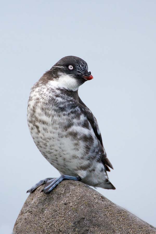 Least Auklet | Aethia pusilla photo